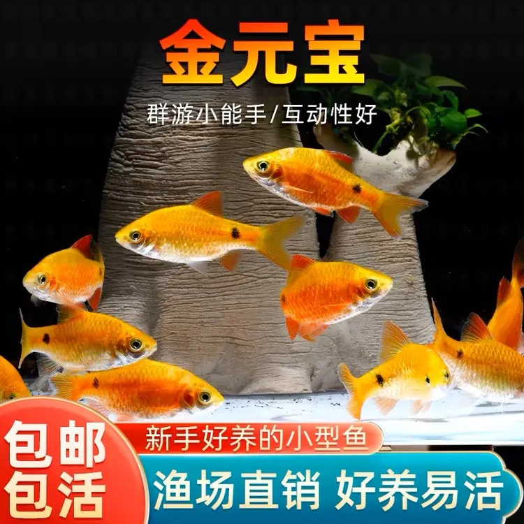 金元宝鱼观赏鱼小型鱼淡水耐养冷水好养适合新手