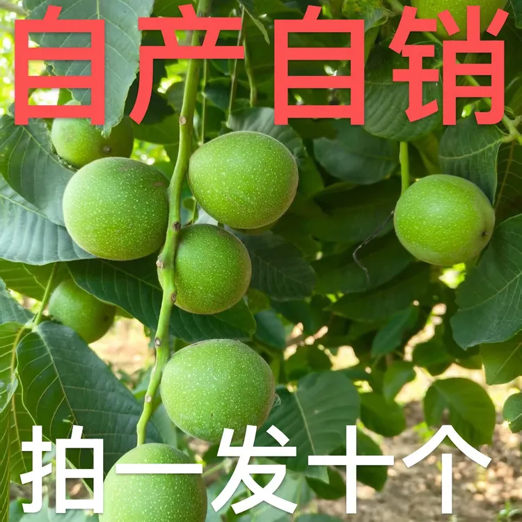 拍一发十自己家种的核桃青皮盘山有三菱的几率但是不保三菱带皮发