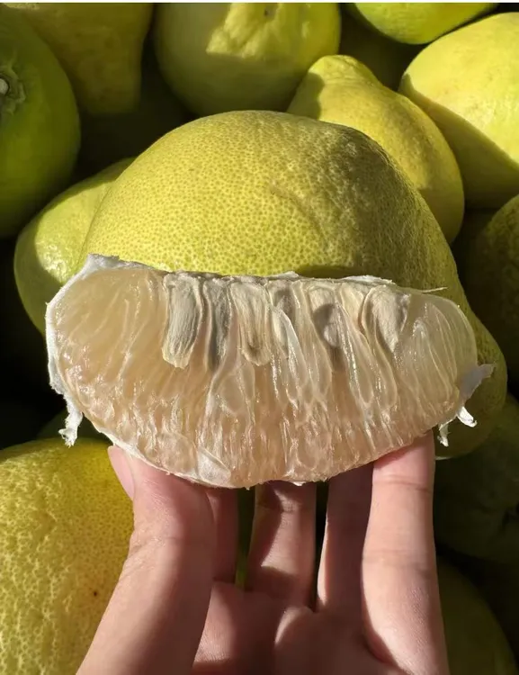 【四川遂宁】40年老树沙田蜜柚脆甜多汁新鲜应季皮薄天然水果柚子