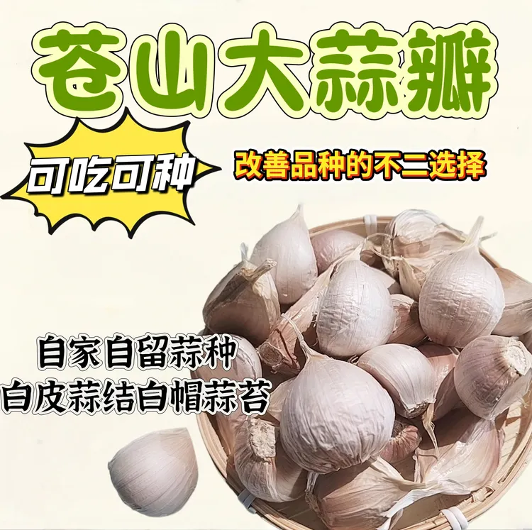 苍山手工大蒜瓣(两三瓣和四六瓣大瓣)