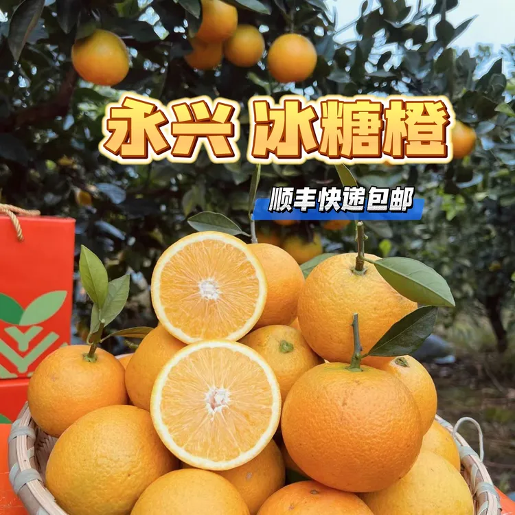【正宗湖南永兴冰糖橙】涌水灌果园基地现摘现发当季甜橙脆甜多汁