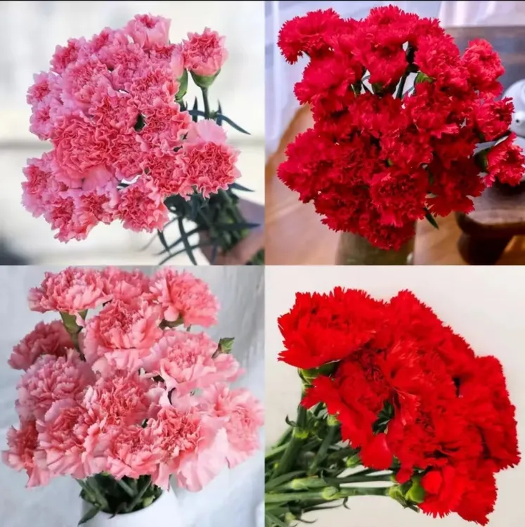 【母亲节爆款康乃馨】粉色 红色康乃馨 三八节女神节母亲节云南鲜花