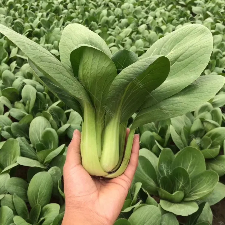 精选优质新种上海青油菜小白菜新鲜蔬菜四季耐寒耐热盆栽易种高产
