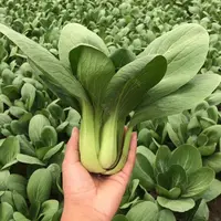 【全店满5元包邮】上海青油菜小白菜新鲜蔬菜四季耐寒耐热盆栽易种