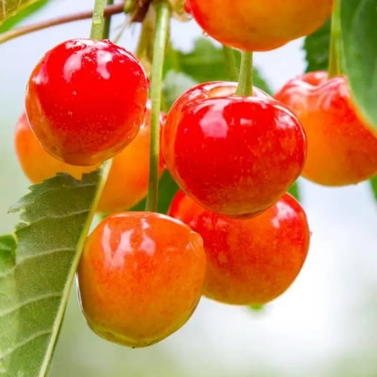 车厘子大樱桃树苗 黑珍珠 黄蜜 美早 盆栽地栽南方北方均可种植
