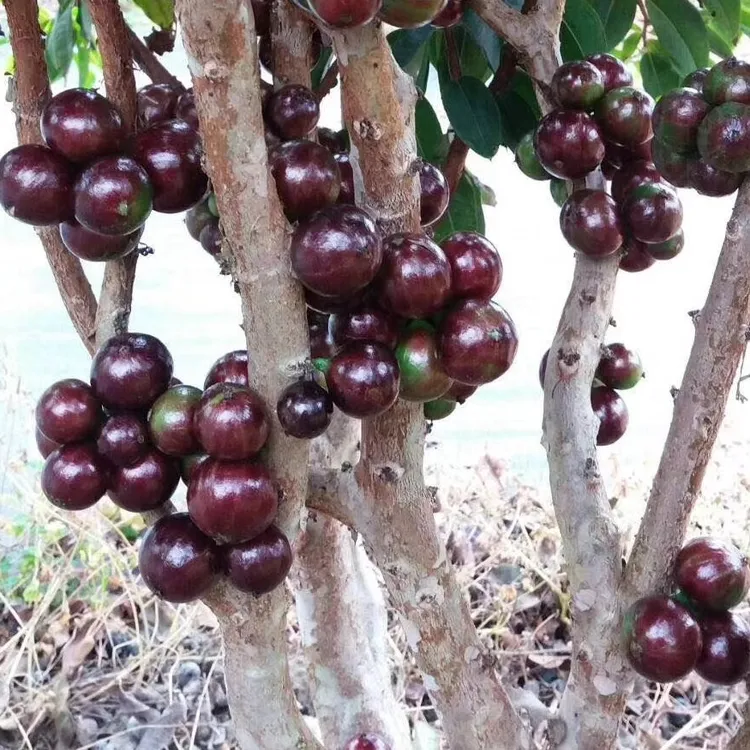 四季红妃艾斯卡嘉宝果苗盆栽花园阳台种植结果快南北方均可种植