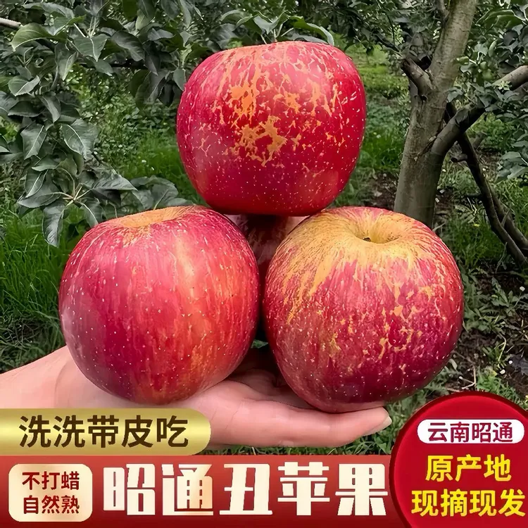 25年现摘云南正宗红富士苹果昭通冰糖心丑苹果新鲜脆甜水果直发