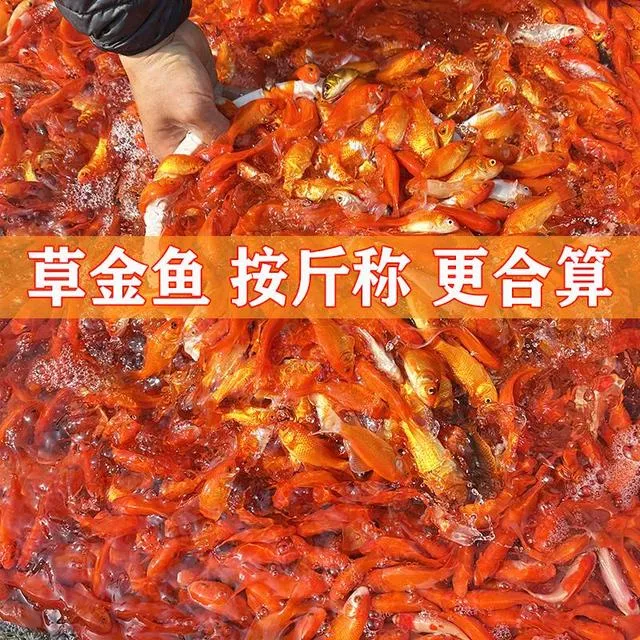 草金鱼按斤红草鱼观赏鱼小金鱼饲料鱼冷水鱼好养耐活小型鱼锦鲤鱼