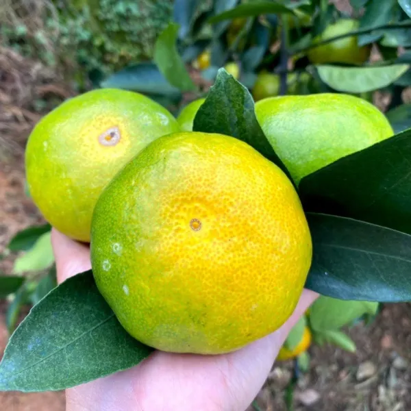 江西赣南寻乌蜜橘皮薄多汁无籽青皮蜜桔新鲜水果5斤