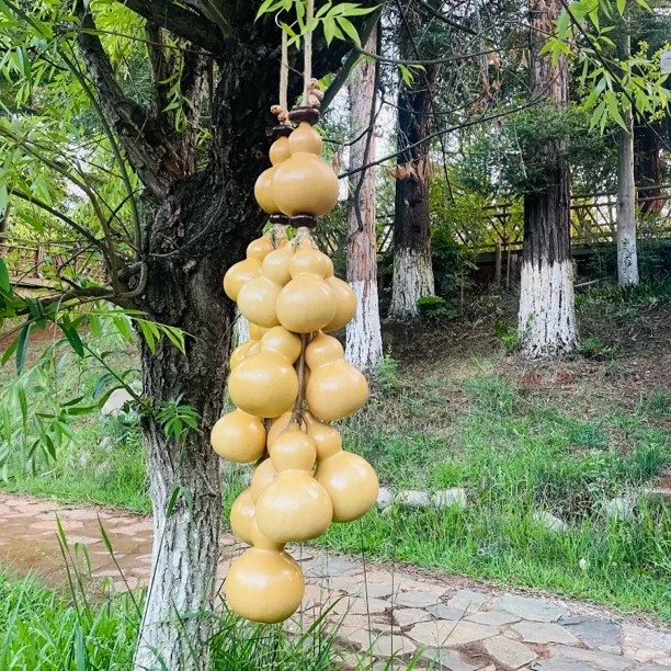 天然带籽真葫芦多子多福家居吉祥挂件福禄双全玄关背景墙茶室意境