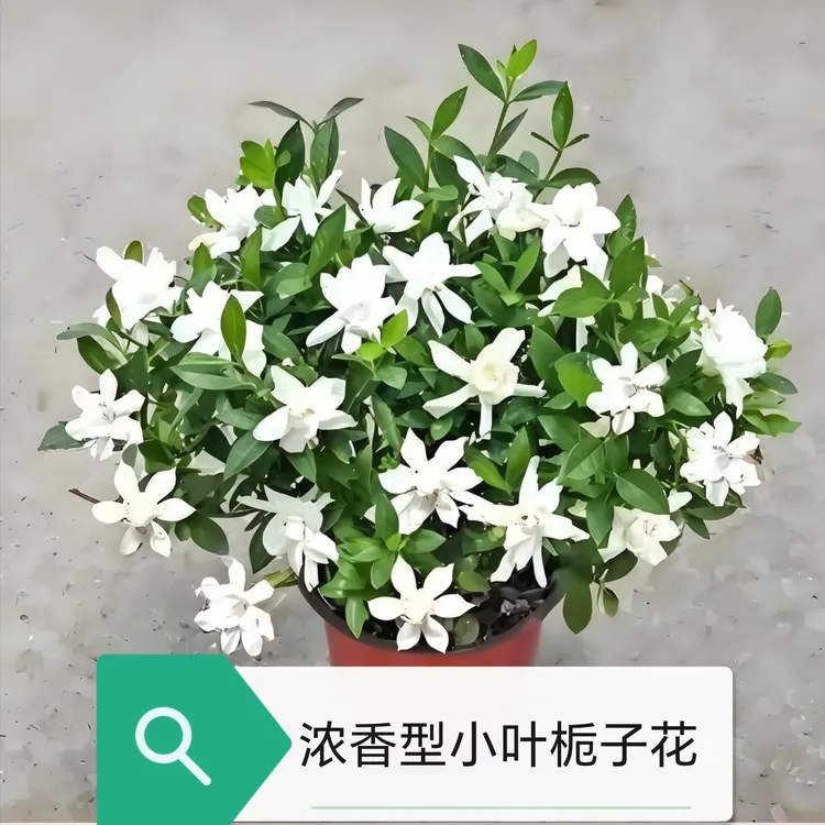 洗完根浓香棒棒糖小叶栀子花四季开花浓香型栀子花室内好养栀子花