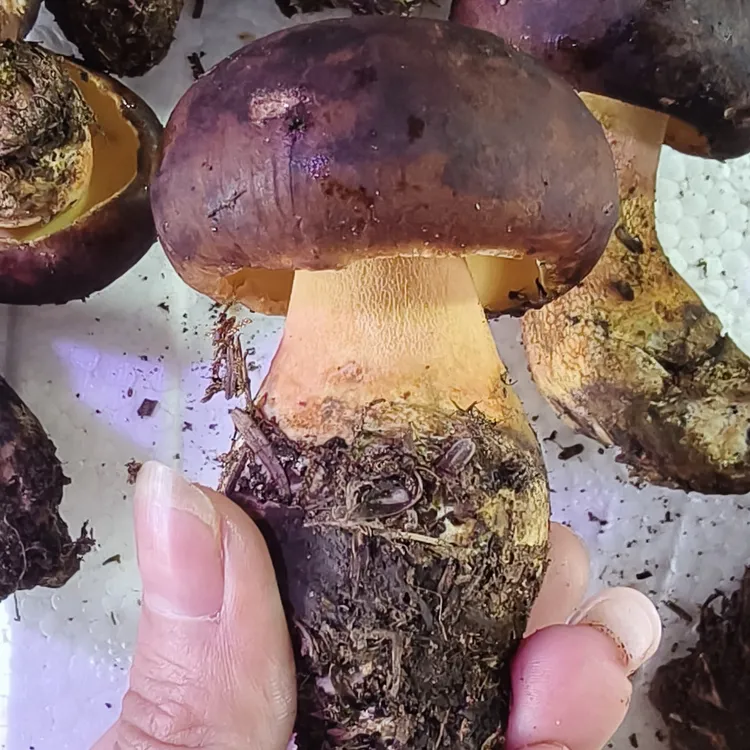 云南新鲜牛肝菌现采可用于火锅炒菜煲汤的当季菌菇