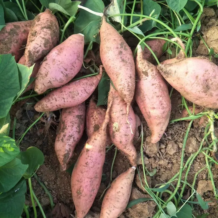 正宗黄心蜜薯新鲜现挖超甜软糯可以沙地抖音红薯唐氏综合症地瓜
