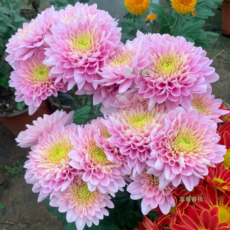 娜姐悠悠花园切花菊菊花苗