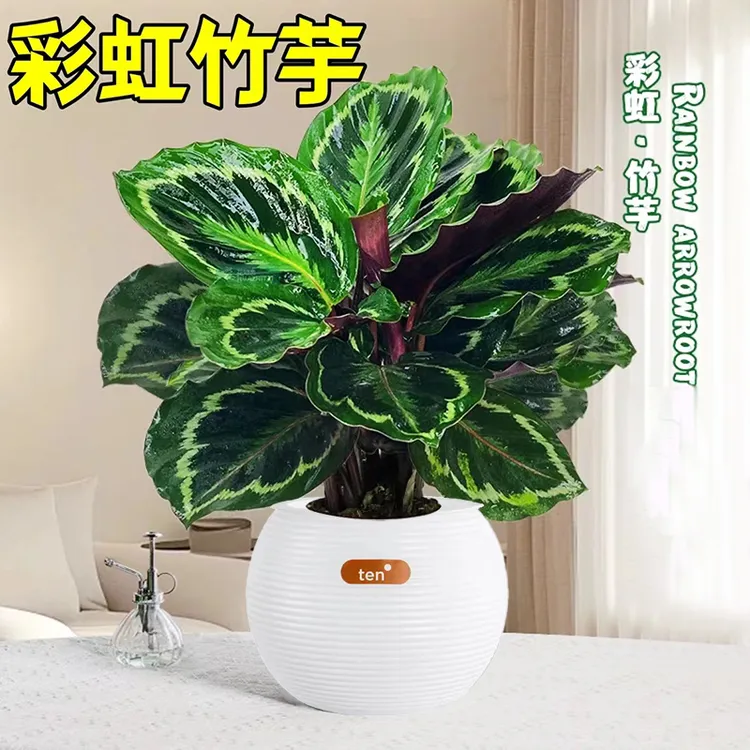 带球盆彩虹盆栽类观叶花卉室内客厅四季常青易活花苗耐阴绿植植物