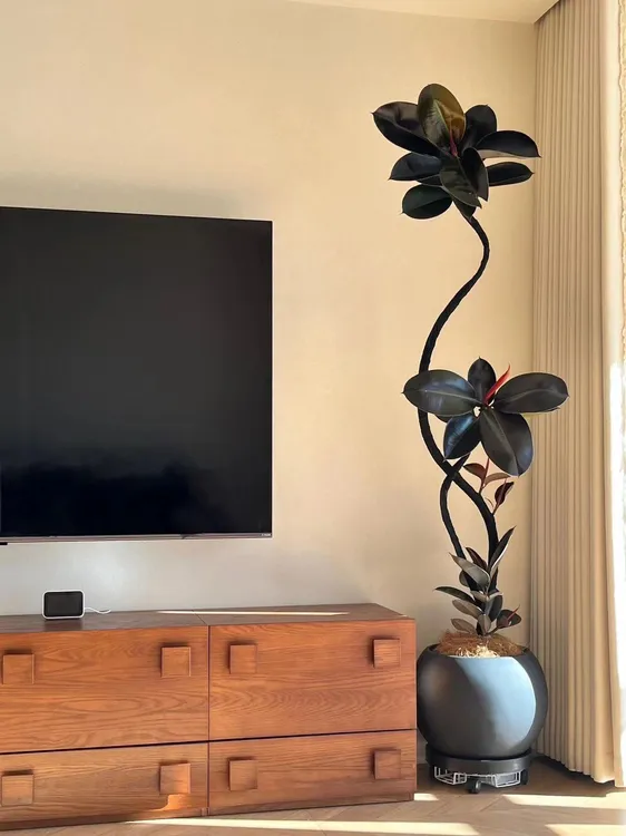 造型黑金刚橡皮树大型绿植盆栽客厅办公室净化空气懒人绿植好养