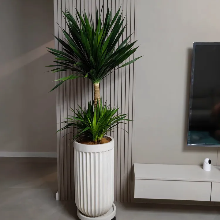 大棵龙血树黑珍珠太空铁室内大型绿植盆栽绿植盆栽室内大棵客厅