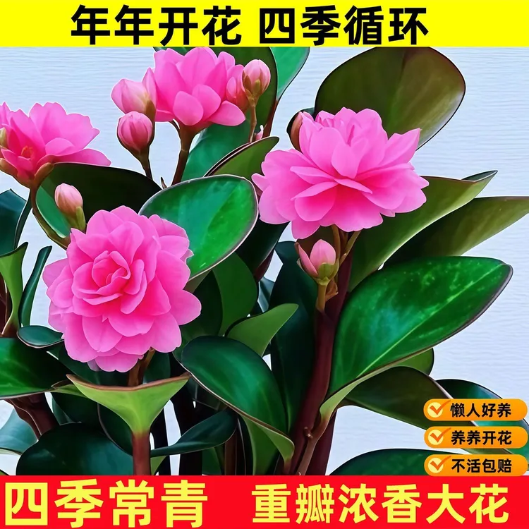 【当年开花】爆款碧玉新品四季常青室内花卉绿植重瓣浓香大花型盆栽