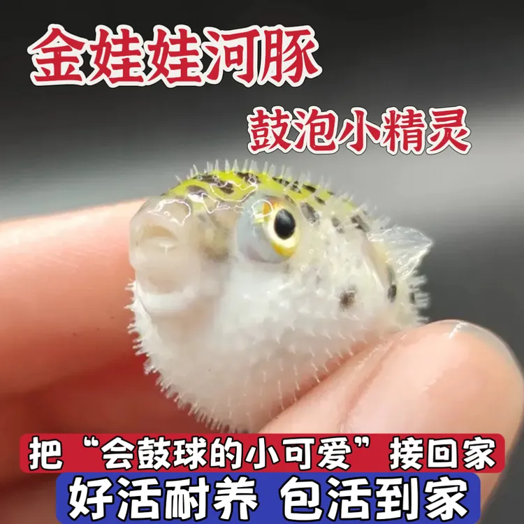 网红呆萌爱生气小河豚潜水艇受气包爱鼓肚淡水好养耐活小型观赏鱼