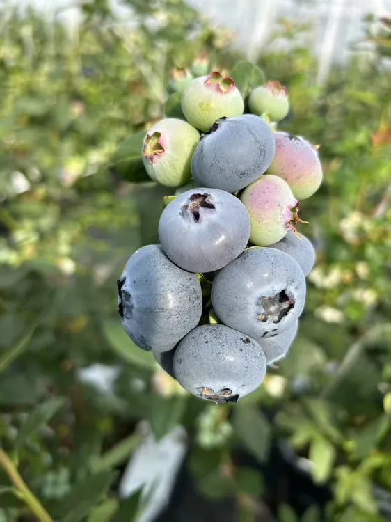 新鲜花香蓝莓，现摘现发