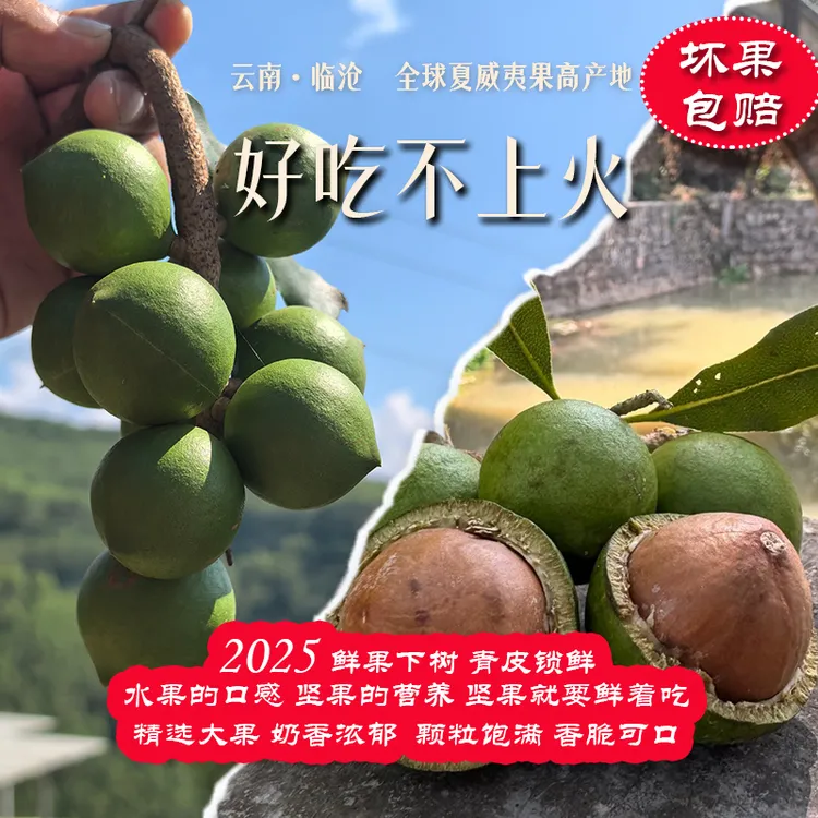 云南老树新鲜夏威夷果新鲜采摘带皮坚果孕妇水果整箱