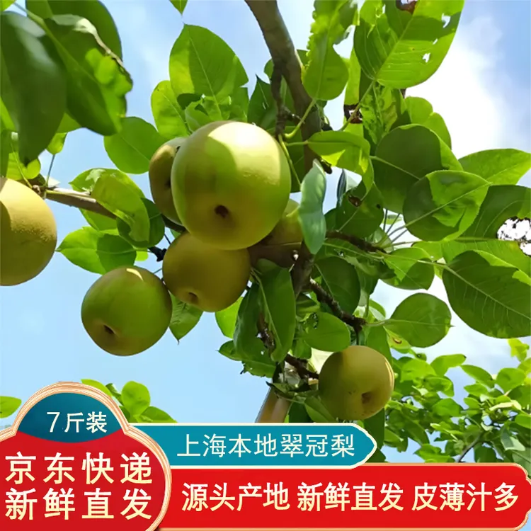 【上海本地】翠冠梨 皮薄汁多