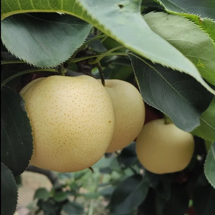 河南特产黄金梨脆甜可口农家自种新鲜当季水果精选优质包邮批发