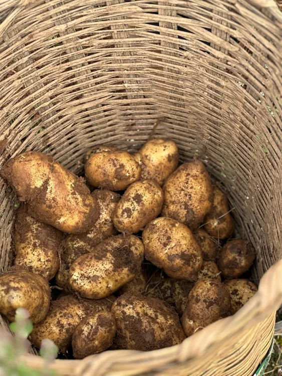 攀枝花格萨拉老品种面洋芋