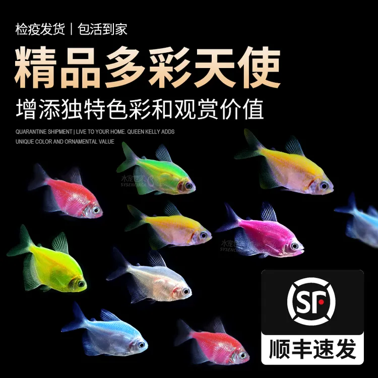 精品多彩天使鱼柠檬青苹果柠檬绿马小型孔雀鱼饲养观赏鱼