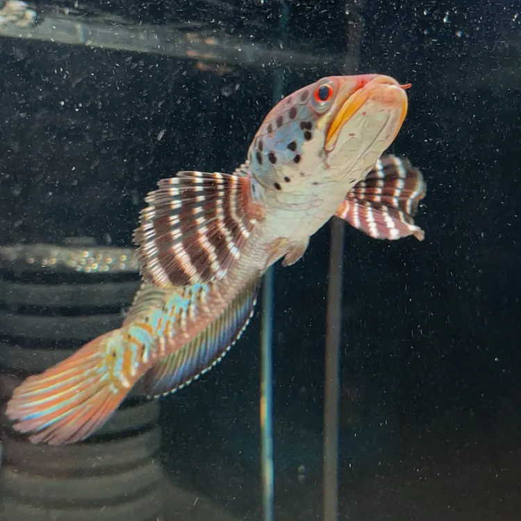 幻彩蓝宝石雷龙鱼 凶猛且互动性极强