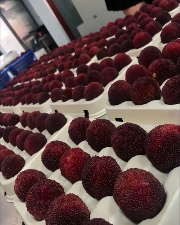 靖州木洞台梅东魁杨梅鲜果当季新鲜现摘现发水果礼盒装纯天然水果