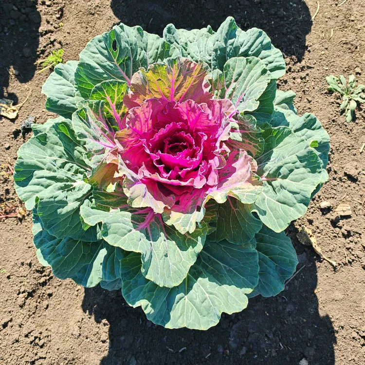庭院花卉红色平叶羽衣甘蓝花30粒
