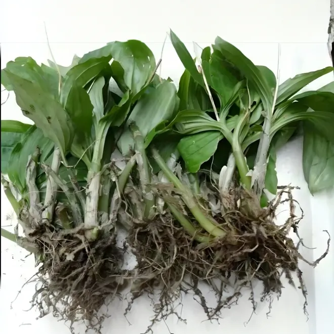 新鲜见血清整株带根可盆栽种植羊耳兰花民间中草药