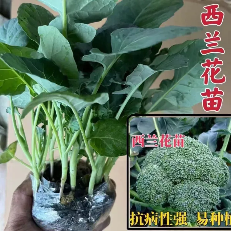 高产有机西蓝花苗耐寒适合阳台庭院种植带土发货