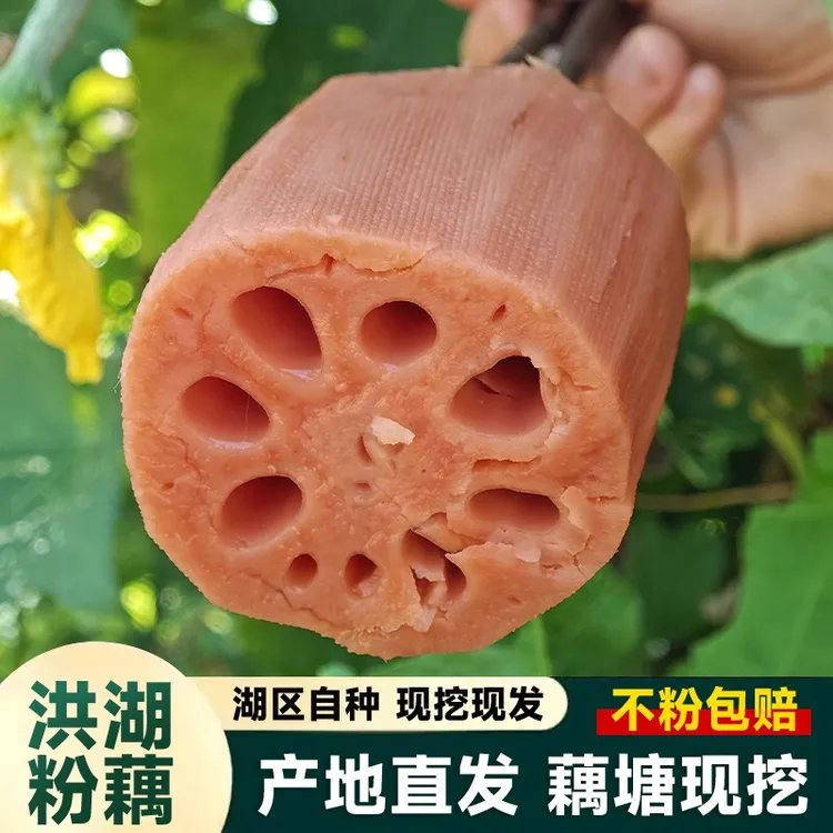 湖北正宗洪湖粉藕煲汤藕新鲜莲藕九孔藕糯米藕现挖5斤面藕1斤3斤 