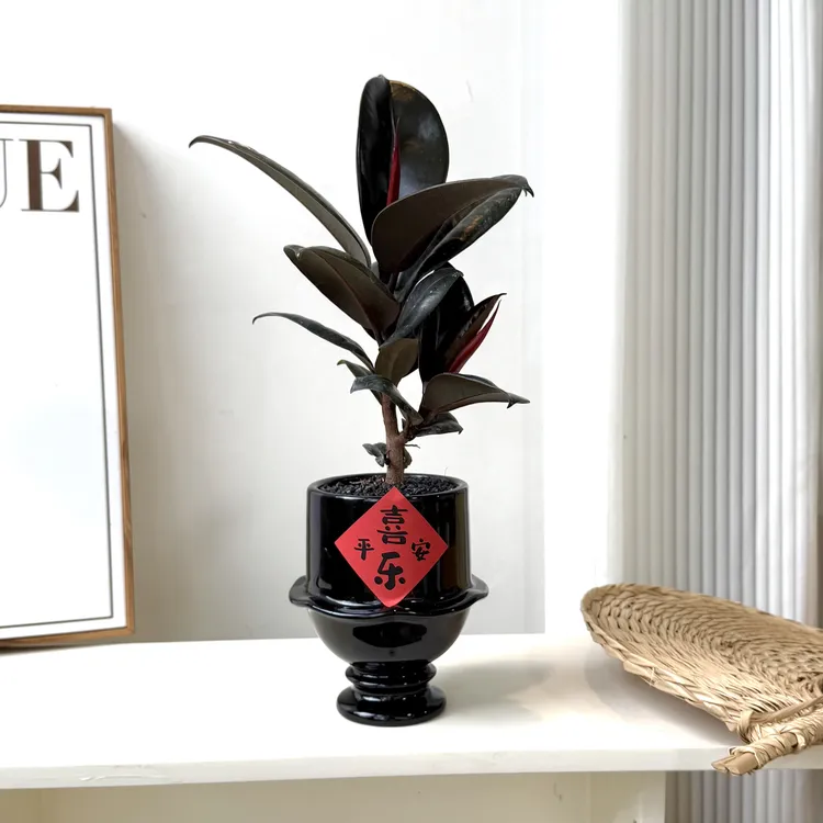 黑金刚橡皮树盆栽室内客厅办公室净化空气四季常青好养