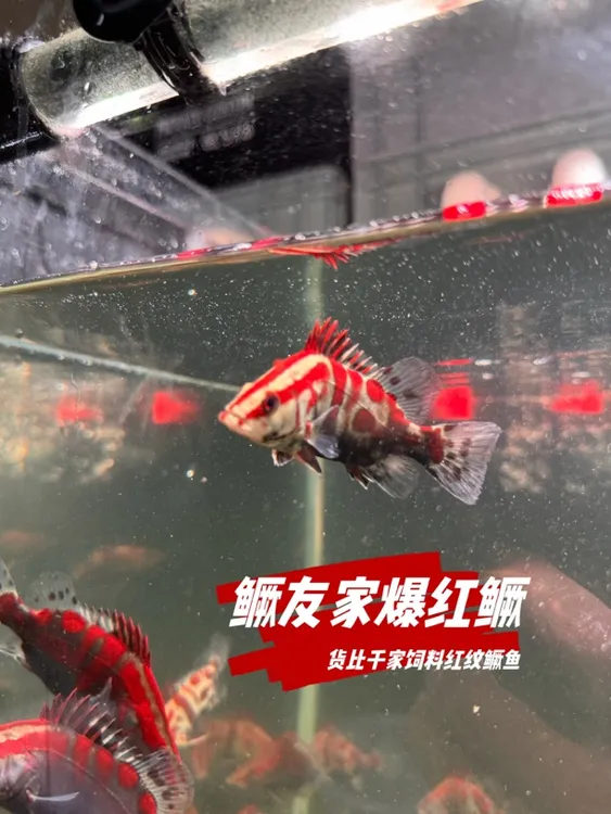 鳜友家顺丰包邮No1爆红鳜鱼红纹鳜鱼大苗爆品货比千家桂花鳜鱼苗