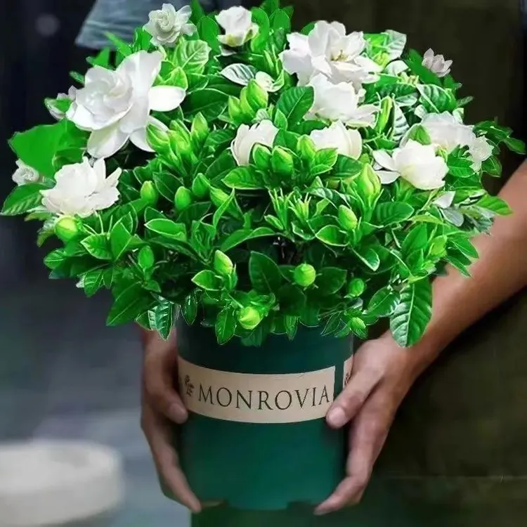 活动中【加大盆栀子花带花苞发货】栀子花开花好养盆栽室内绿植水培