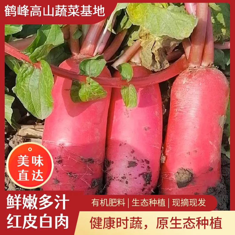 恩施高山红皮萝卜