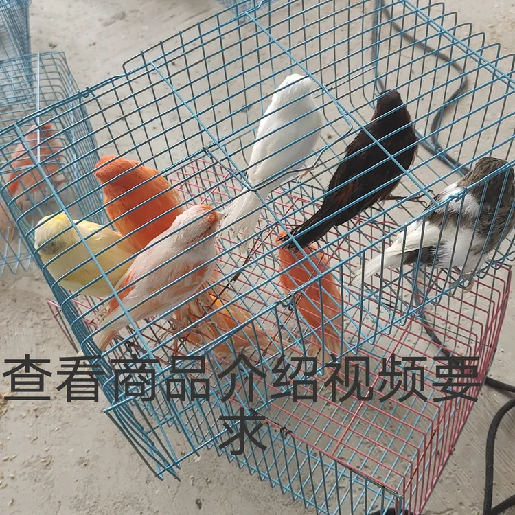 鹦鹉芙蓉文鸟玉鸟直播挑选包技术指导