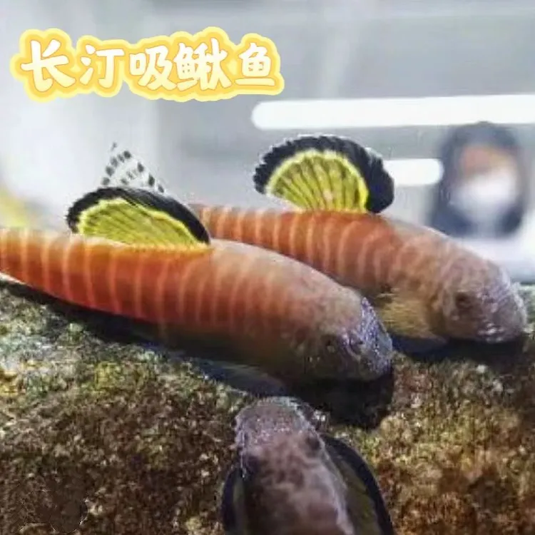 冷水清道夫清洁双吸盘贵州长汀除藻琵琶吸鳅需打氧清洁玻璃