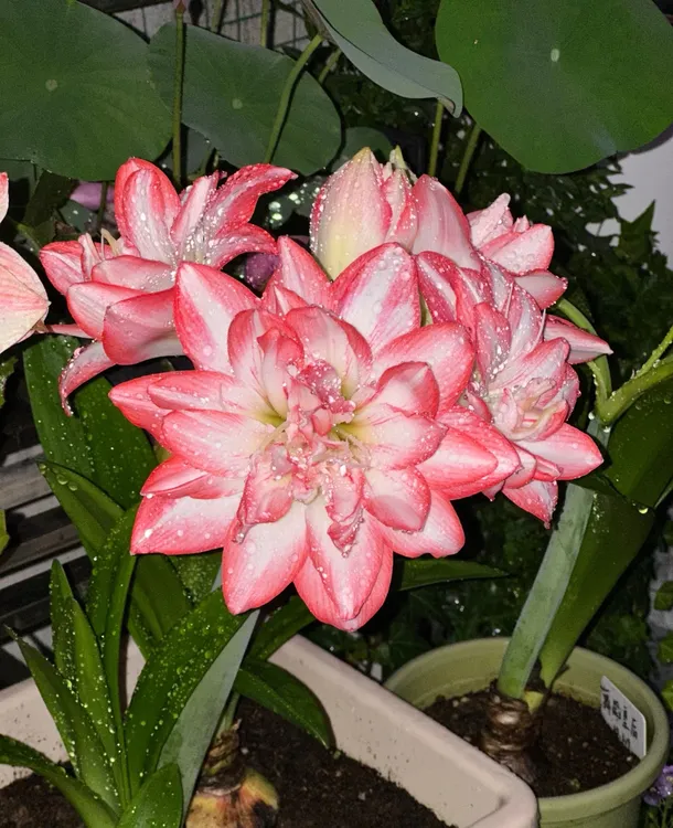 重瓣朱顶红花孔雀包对版多年生花卉易养护可室内可室外养护轻香