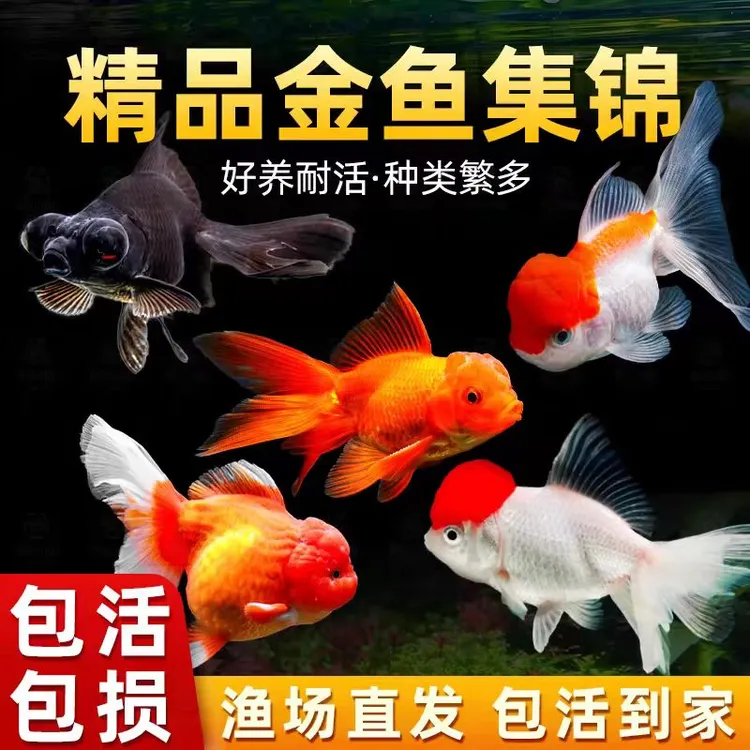 冷水金鱼鸿运当头招财鱼狮子头鹤顶红淡水鱼观赏鱼冷水鱼观赏鱼