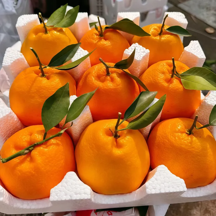 【超好吃】春见耙耙柑新鲜水果当季丑八怪橘子粑粑柑桔子整箱孕妇吃
