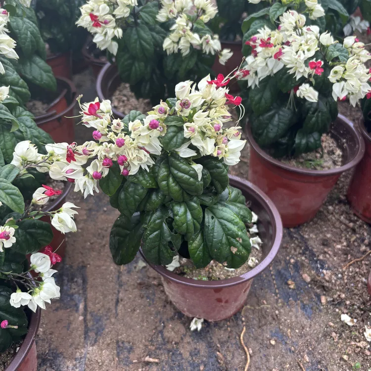 龙吐珠盆栽带花室内桌面好养花卉阳台庭院爬藤植物四季开花