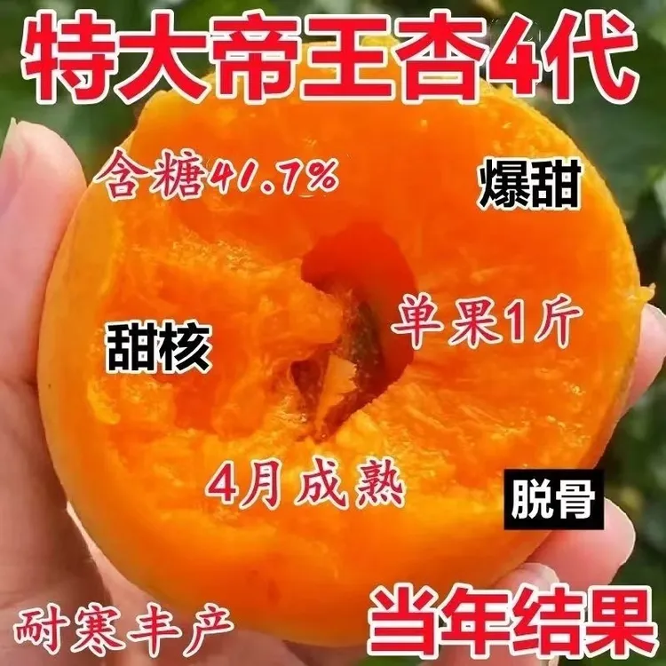 早熟杏树果苗嫁接特大帝王杏树果苗盆栽地栽南北方种植当年结果苗