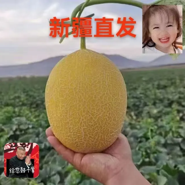新疆直发金色年华哈密瓜，脆甜多汁，皮薄肉厚，新鲜采摘，香甜如蜜