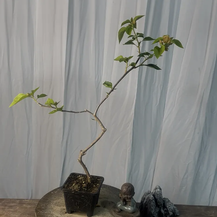 三角梅盆景造型桩