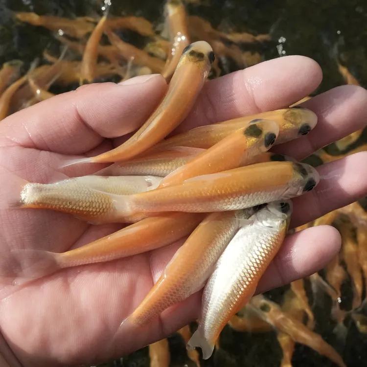 【活体】金丝草鱼金丝皖鱼（3-10厘米）观赏鱼淡水鱼冷水鱼