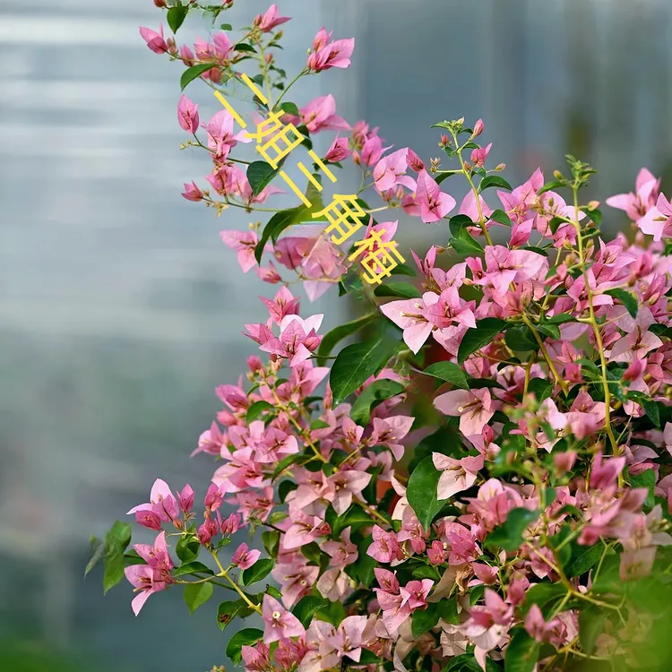 【丝绸】暗斑叶，勤花丰花，粉嫩嫩，精致高级，枝条柔软飘逸！